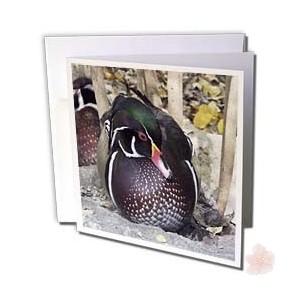 http://www.shoppersexpressway.com/32-74-thickbox/wood-duck-greeting-cards.jpg