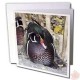 Wood Duck Greeting Cards